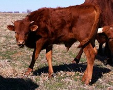 2012 Pretty Plum Bull