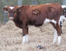 Bull 151