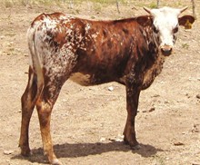 ALLENS ROSANNA HEIFER