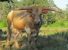 Latigo