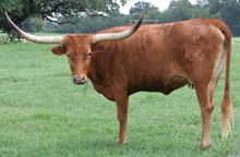BL LEONA LUMPY