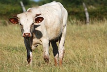 2015 Rio Rita Bull
