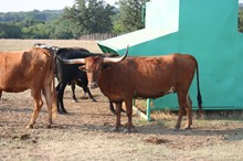 BL LEONA JOSIE 306