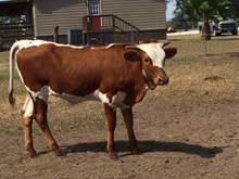 JTW LM Heifer