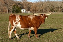 30 Star of Texas