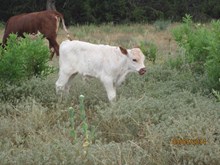 BG Spur's Dancer