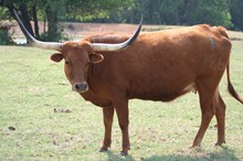 BL LEONA ANN 126