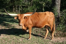 BL LEONA LUMPY 117