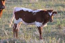 607 heifer