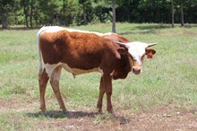 LAR General Lee 1511