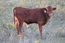615 bull