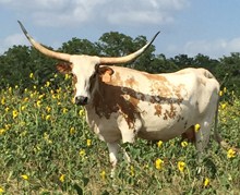 ALLENS SWEET LADY 4O/12