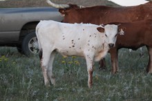 606 heifer