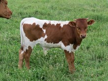 COMMANDERS KIMKO BULL CALF