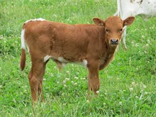 ZEUS EMPRESS BULL CALF