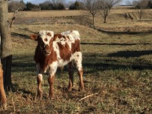 bull 3