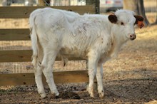 LAR Kojack 2012