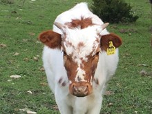 83 RIO COUNTRY CHEX HEIFER