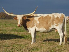 Wiregrass Cream Delight