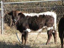 Debbie Leigh bull calf 06/10