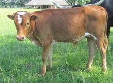 Wynonna bullcalf