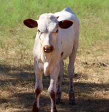 HD Fantom July calf