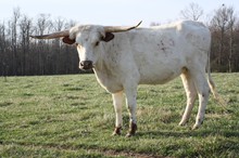 L&R BLANCO LADY