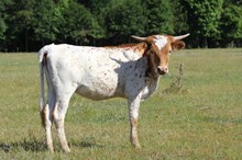 AF Bold Pony 613