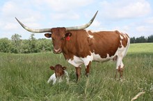 HUNTS JUPITERS MONARCH