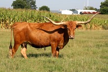 KCCI BUENO'S DONNA
