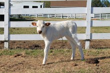 Bowhunter Heifer