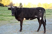 KCCI RIO'S DONNA