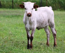 2016 Ninja Heifer