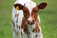2016 Cowpoke's Darling Bull
