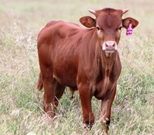 2016 Picture Perfect Bull