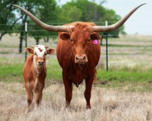Texana Theona
