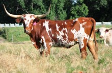 TUMBLINA