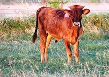 2016 Mist Arisen Bull