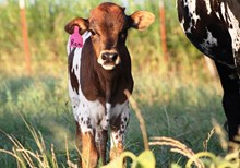 2016 Rani Bull
