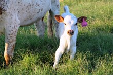 2016 Lollipop Heifer