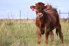 2016 Win Jolt Bull