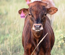 2016 Headshot Calf