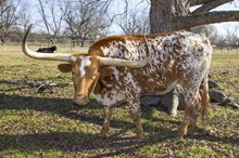 MW CRACKER JACK