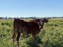 BC Heifer - RTTS 1