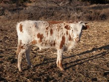 Indian Bead Steer