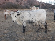 Indian Kettle Steer