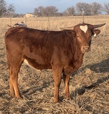 JBR TKO 402
