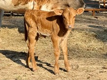 JJ Choir Girl bull calf