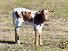 JJ Happy Bo 24 bull calf