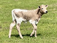 JJ Tanner's Franci bull calf